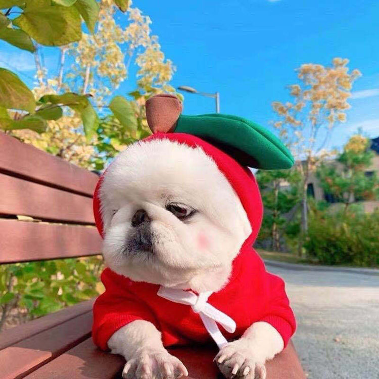Dog Clothes For Small Dogs Hoodies - Swefashionstore