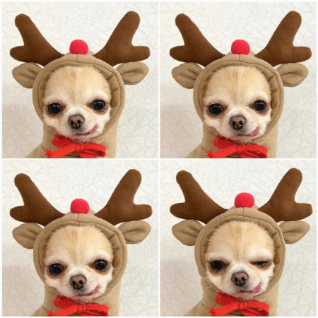 Dog Clothes For Small Dogs Hoodies - Swefashionstore